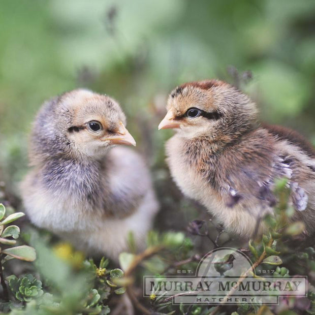Cream Legbar - Female Teal Eggs