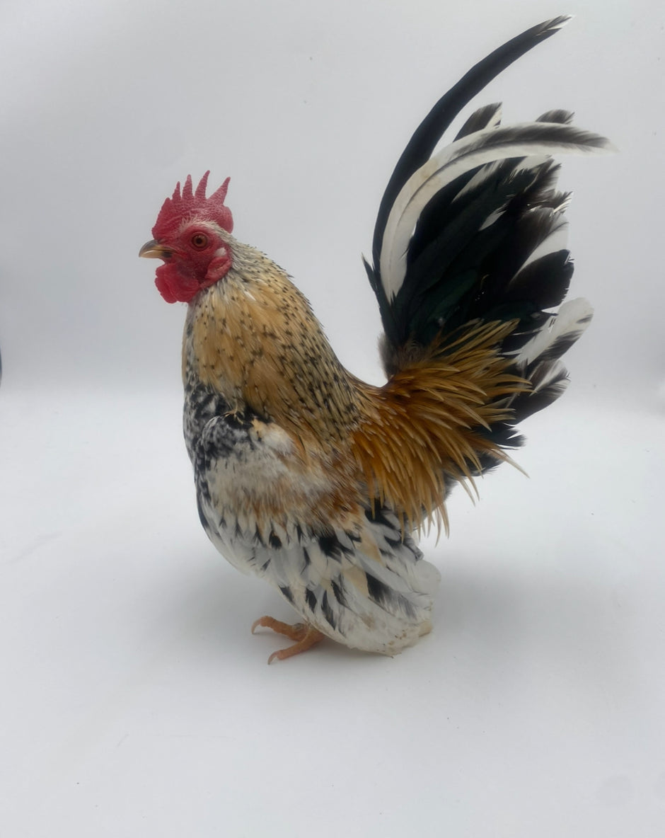 SERAMA BANTAM CHICKENS