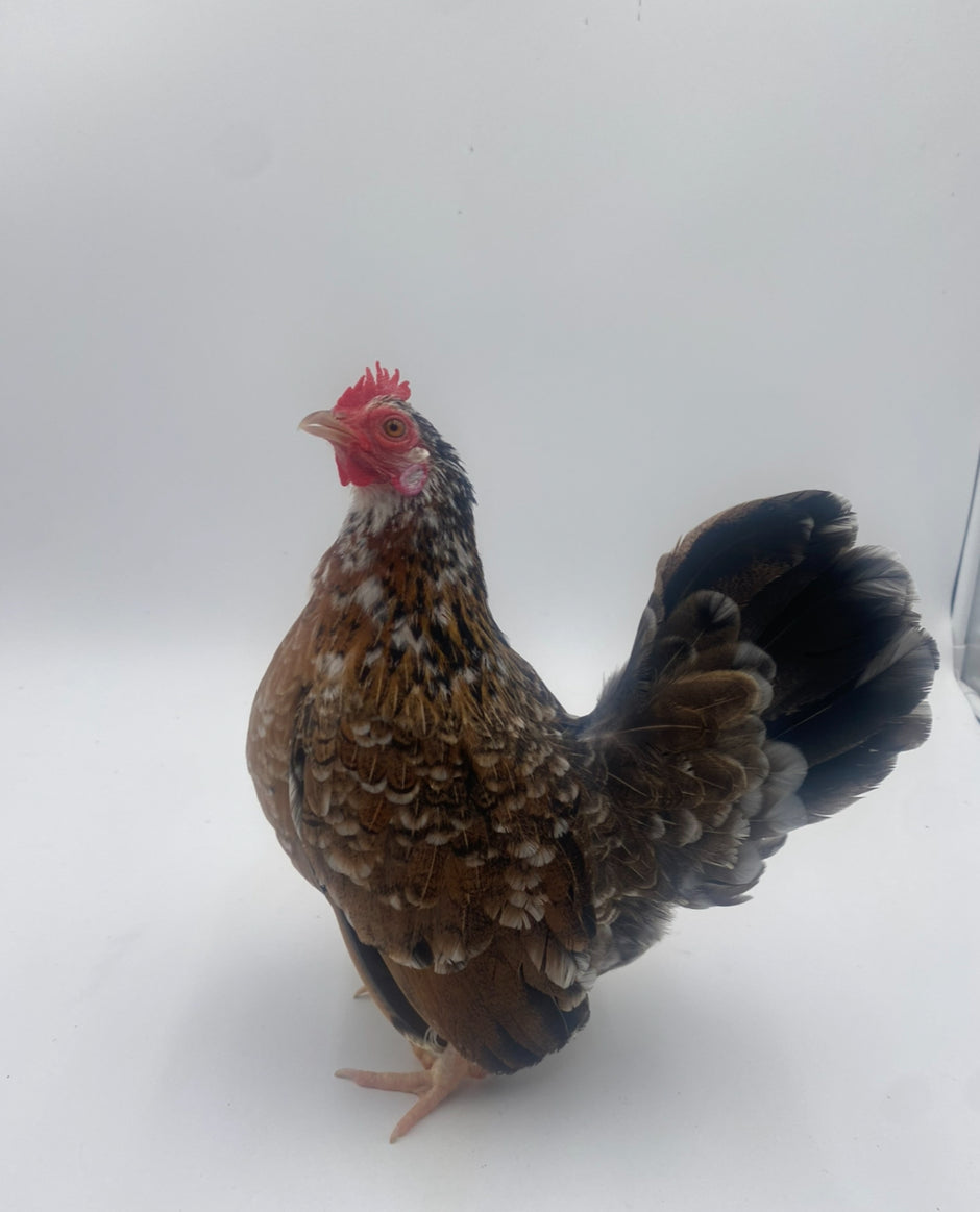 SERAMA BANTAM CHICKENS