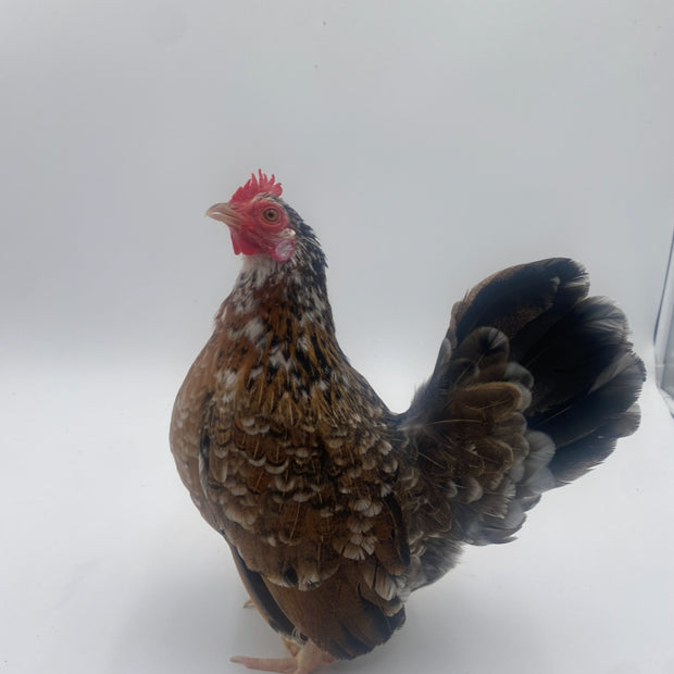 SERAMA BANTAM CHICKENS