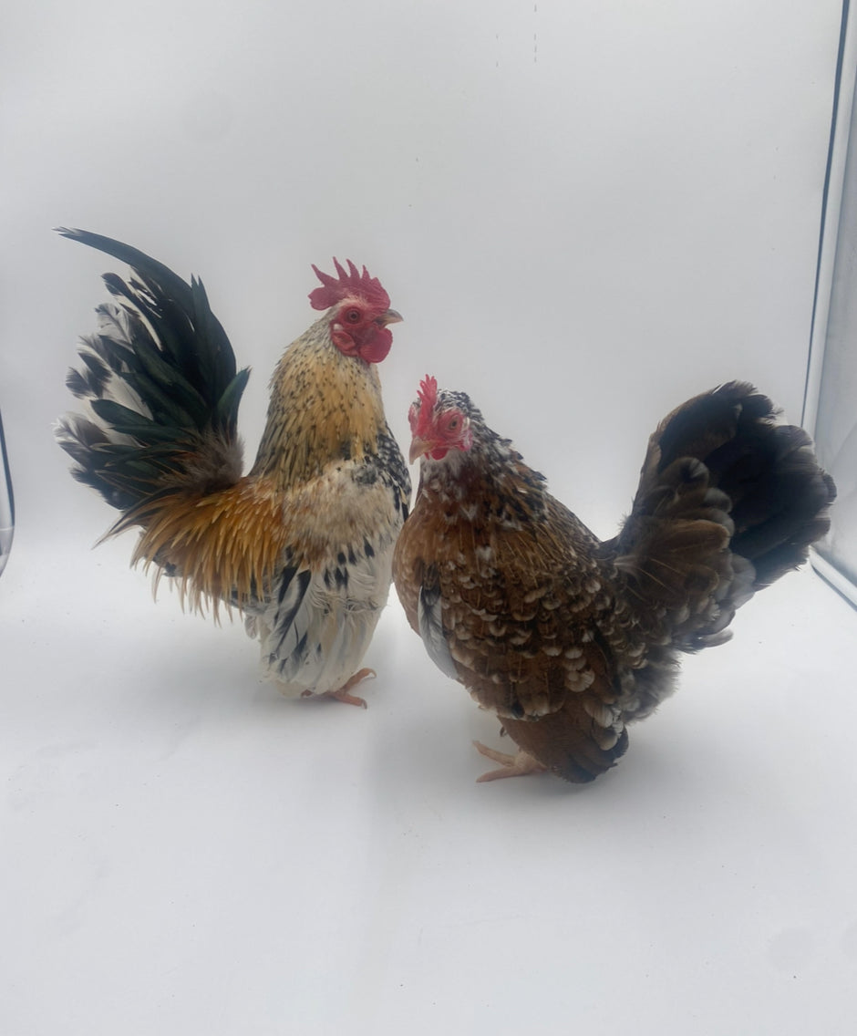 SERAMA BANTAM CHICKENS