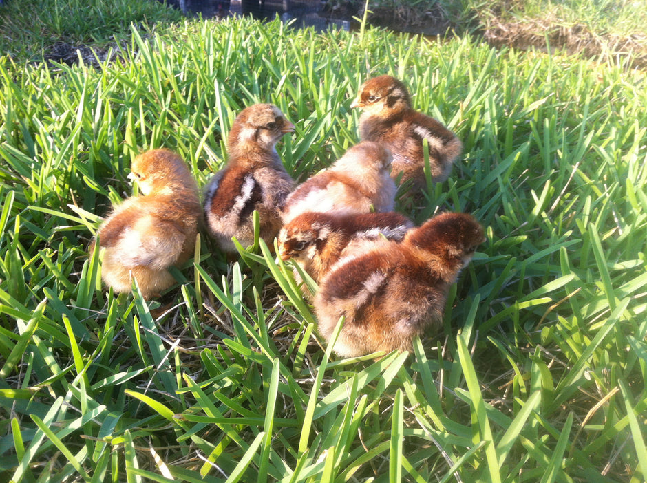 Blue Laced Red Wyandotte - FEMALE
