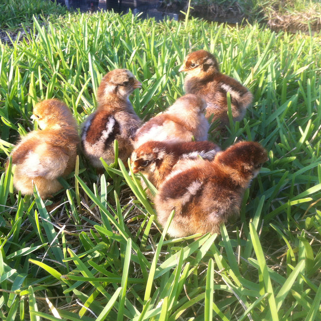 Blue Laced Red Wyandotte - FEMALE