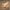 Buff Orpington - FEMALE