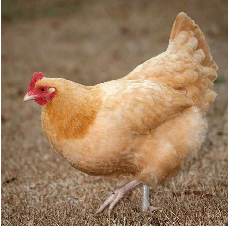 Buff Orpington - FEMALE
