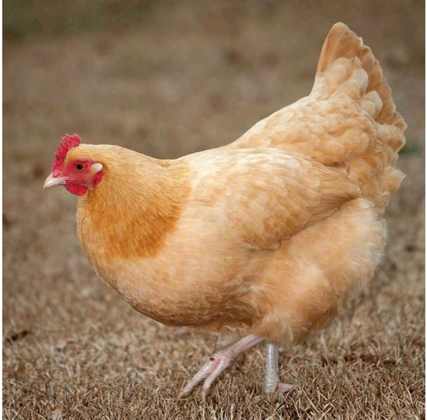 Buff Orpington - FEMALE